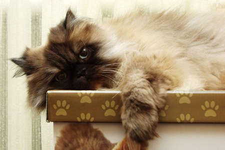 Cute little persian cat lies on a boxの写真素材