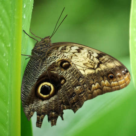 A Butterfly with Eyes on Its Wings