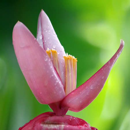 Banana flower in water dropsの写真素材