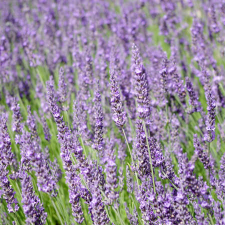 A carpet of beautiful blooming purple lavenderの写真素材