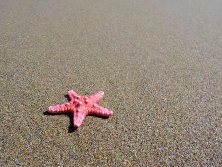 Starfish in wet sand on the beachの写真素材