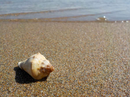 Seashell on wet sand of the beachの写真素材