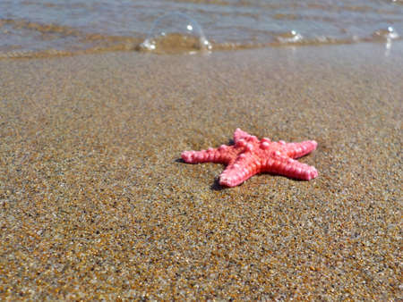 Starfish in wet sand on the beachの写真素材