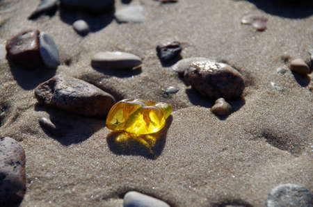 Beautiful yellow Baltic amber among the stones on the beach