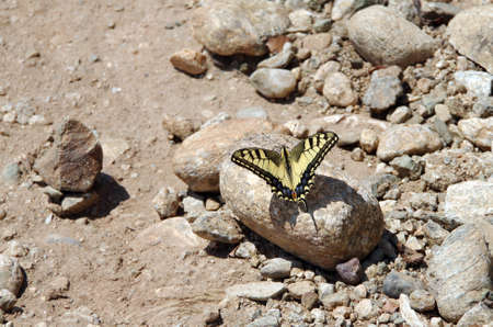 Beautiful yellow with black butterfly sits on stoneの写真素材