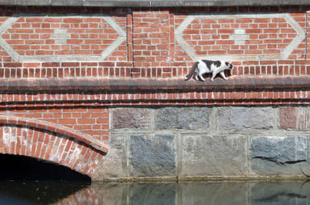 A brave cat walks along a narrow strip of an old brick bridge over the waterの写真素材