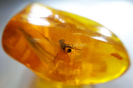 Natural polished Baltic amber with insect inclusionの写真素材