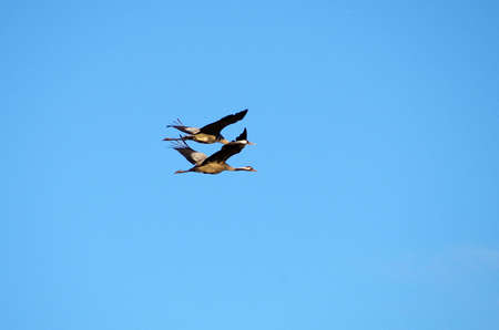 A pair of cranes in flight on blue sky backgroundの写真素材