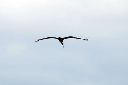 Large white stork spread its wings in flightの写真素材