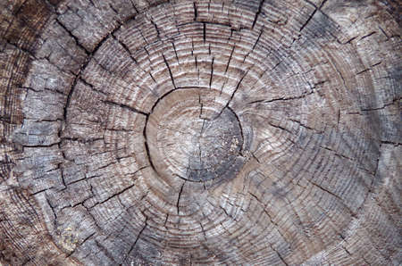 Cut a very large and old treeの写真素材