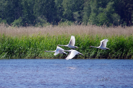 Beautiful white swans fly above a riverの写真素材