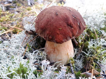 Boletus edulis in wood closeupの写真素材