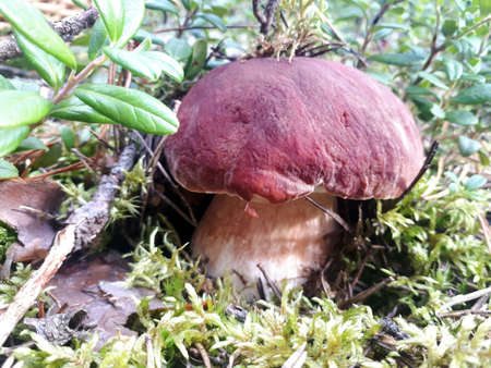 Boletus edulis in wood closeupの写真素材