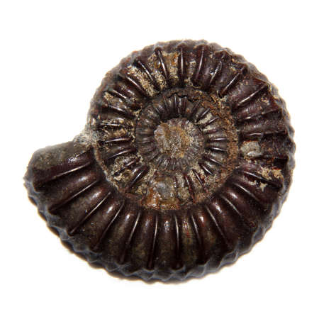 Ammonite isolated on white backgroundの写真素材