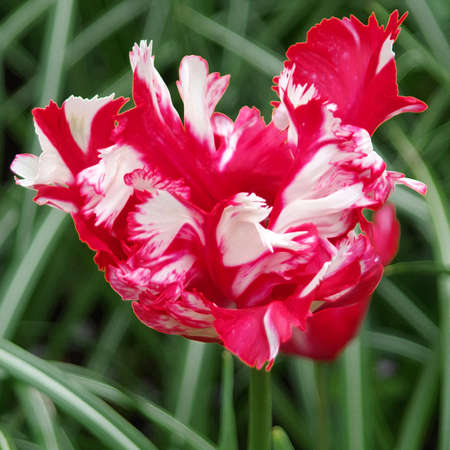 Beautiful red and white tulip in spring time closeupの写真素材