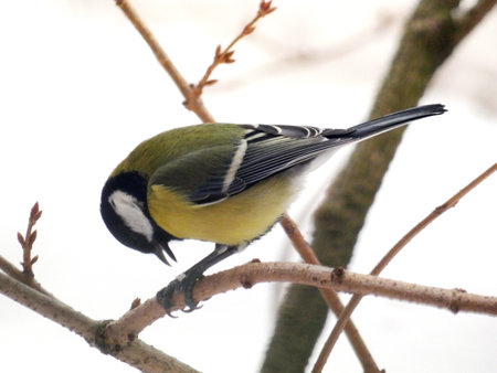 Great tit (Parus major) sitting on tree branch and eating seedの写真素材