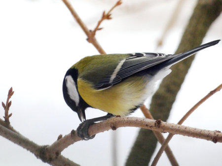 Great tit (Parus major) sitting on tree branch and eating seedの写真素材