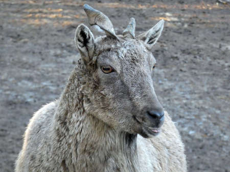 Close-up portrait of wild gray goat with protruding tongue