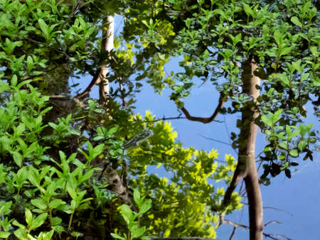 Green leaves of aquatic plants sticking out of water and reflection of trees with green spring...