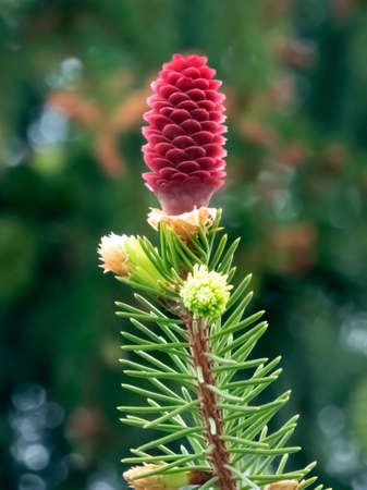 Young spruce cone on a branch with young shoots in springの写真素材