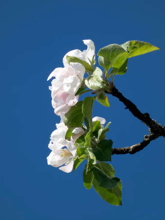 Blossoming apple tree branch with white flowers over blue skyの写真素材
