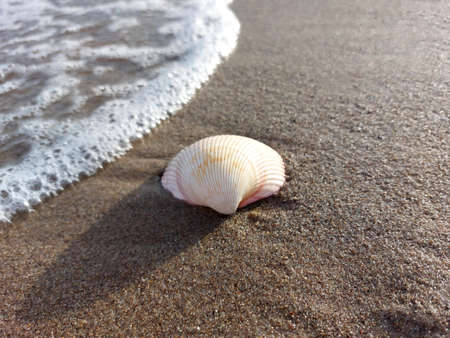 Beautiful seashell on the wet sand of the beach in the oncoming wave