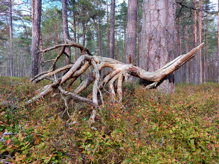 A fallen tree with many branches. Looks like a forest monster.の写真素材