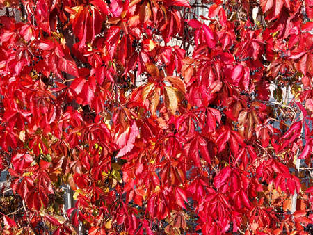 Solid carpet of red ivy leaves on a sunny autumn dayの写真素材