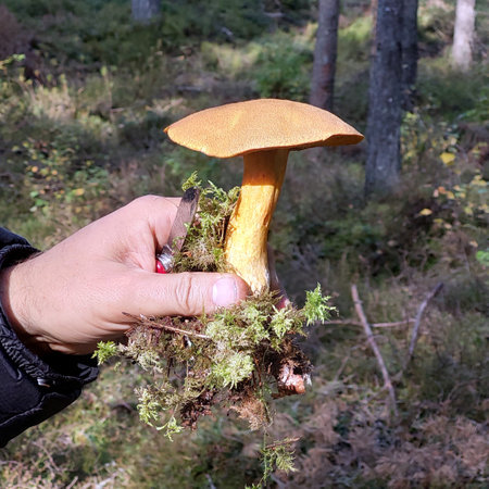 Freshly found mushroom in the hand of a mushroom picker close-upの写真素材