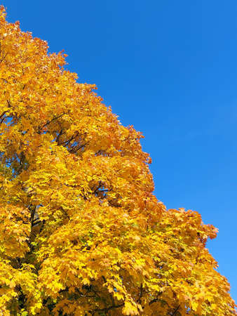 Fragment of yellow maple tree on clear blue skyの写真素材