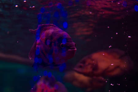 a lot of colored lights in an aquarium with fish. piranha in the aquarium. fish with shiny scales. dangerous fish. bright lightの写真素材