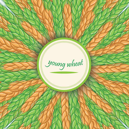 Ripe and green spikelets. Vector banner.Circular ornament with spikeのイラスト素材