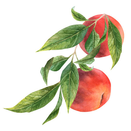 Branch of peaches, nectarines, hand-painted watercolor.の写真素材