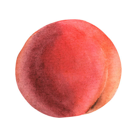 Hand painted bright peach with watercolor. Healthy food, juicy fruits.の写真素材