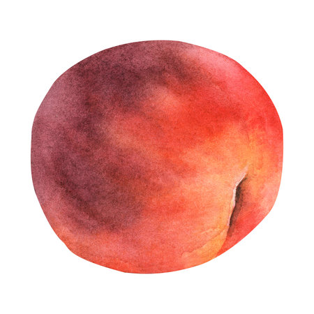 Hand painted bright peach with watercolor. Healthy food, juicy fruits.の写真素材