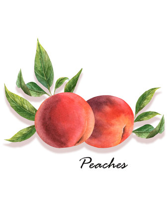 Juicy peach in watercolor. Whole peach and a piece. Peach flowers.の写真素材