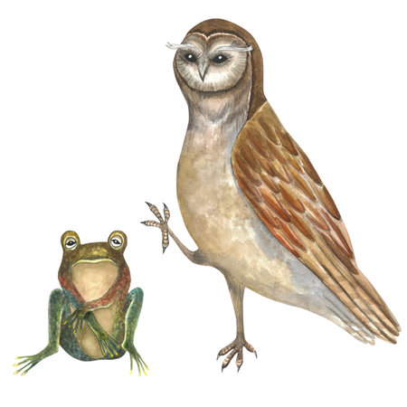 Watercolor illustration of an owl and frog.Composition isolated on white background hand drawn for decoration and design of souvenir productsの写真素材