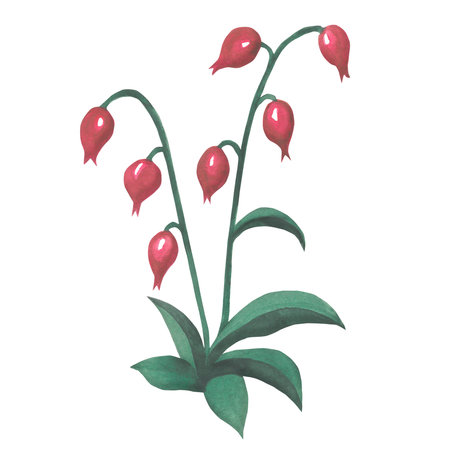 Watercolor illustration of a pink flower in medieval style. Made by hand isolated on white backgroundの写真素材