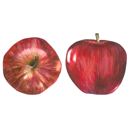 Watercolor illustration of a red apple from the side and top. The composition is isolated made by hand on a white background. For the Korean Chuseok holidayの写真素材