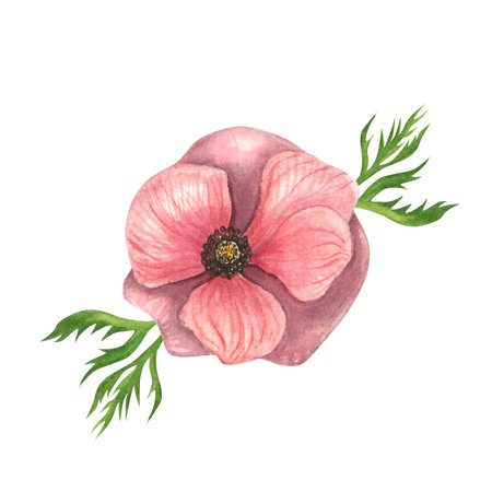 Watercolor illustration of a pink anemone with leaves,top view isolated on a white background.Hand drawnの写真素材
