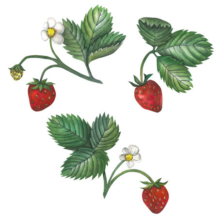 Watercolor illustration of strawberry, with leaves, flower, berries. Hand drawn, isolated on white backgroundの写真素材