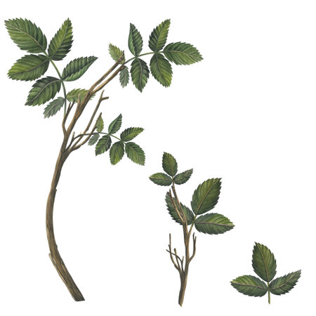 Rosehip branch with leaves watercolor illustration isolated on white background for fabric, textile, prints, designの写真素材