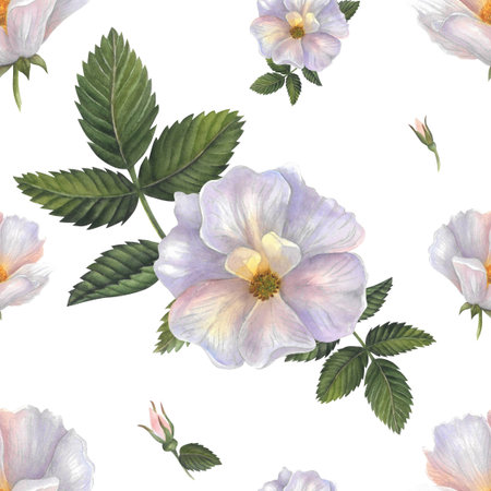 Beautiful seamless watercolor floral pattern, spring summer background, dog rose, isolated on white background, hand drawnの写真素材