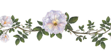 Rosehip flowers, branches and leaves. Horizontal watercolor seamless border. Illustration isolated on white background. Seamless border, pattern isolated from backgroundの写真素材