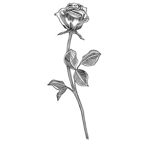 Rose flower, stem with leaves, hand drawn drawing in gravure style, sketch vector illustration, design element. For printing card and invitation of the wedding, birthday, Valentines Day, mothers dayのイラスト素材
