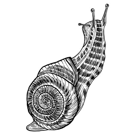 Snail sketch. Invertebrate animal in vintage engraving style. Vector illustrationのイラスト素材