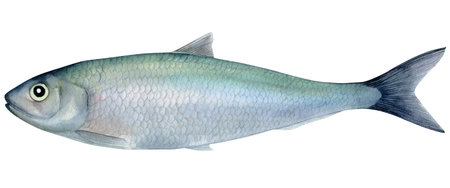 Fresh herring (Clupea harengus) fish hand drawn watercolor isolated food illustration. Raw saltwater fish for healthy dietの写真素材