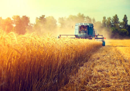 Combine harvester working on wheat field. Harvesting concept