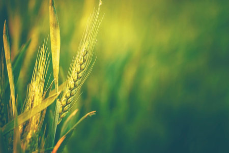 Ears of wheat in the field. Shallow depth of fieldの写真素材