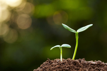 Green seedling illustrating concept of new life and investment in green businessの写真素材
